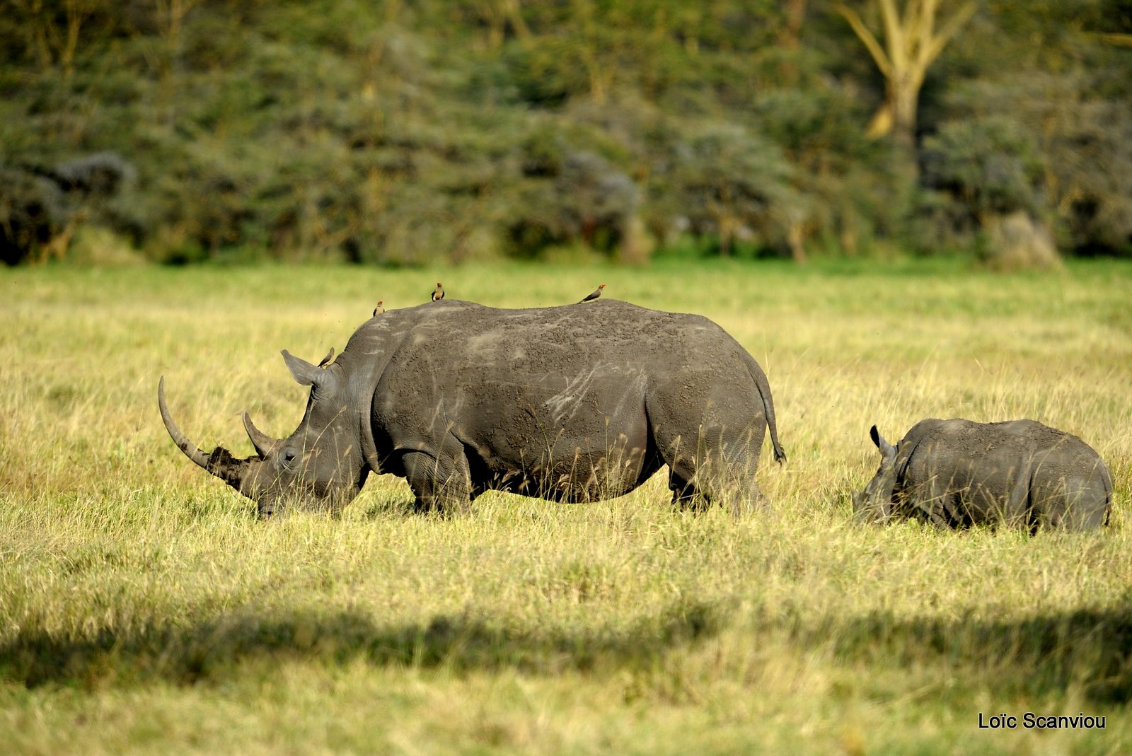 Rhinocéros blanc/White Rhino (3)