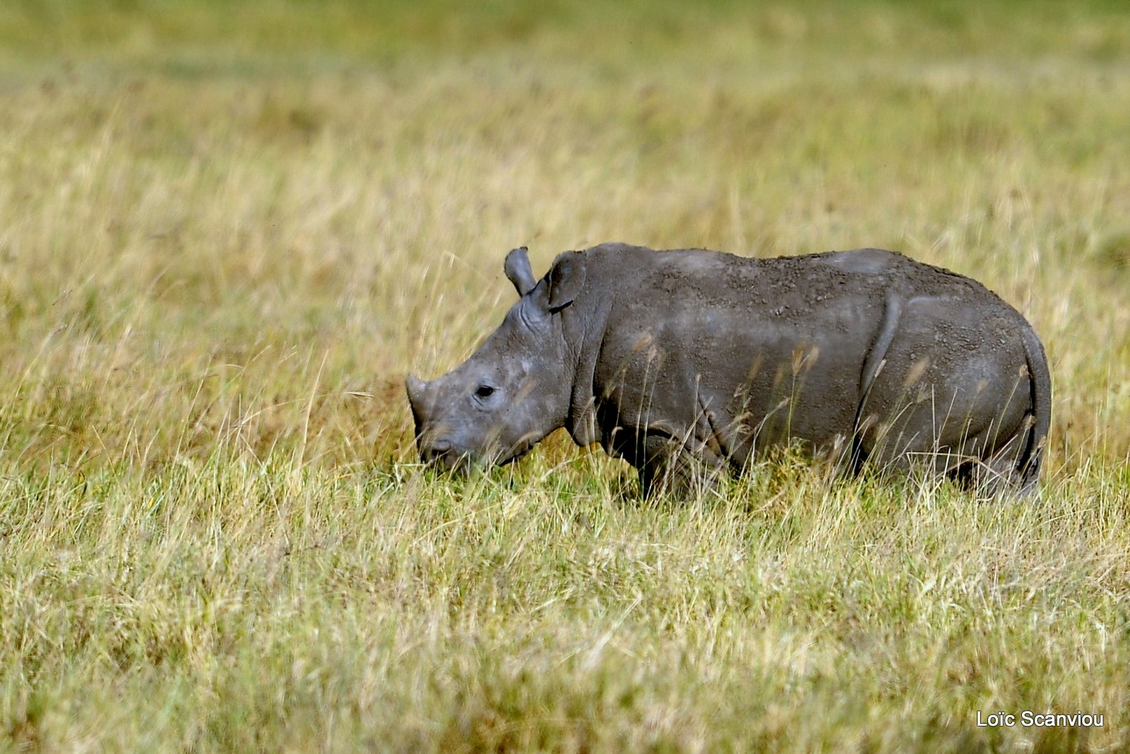 Rhinocéros blanc/White Rhino (4)