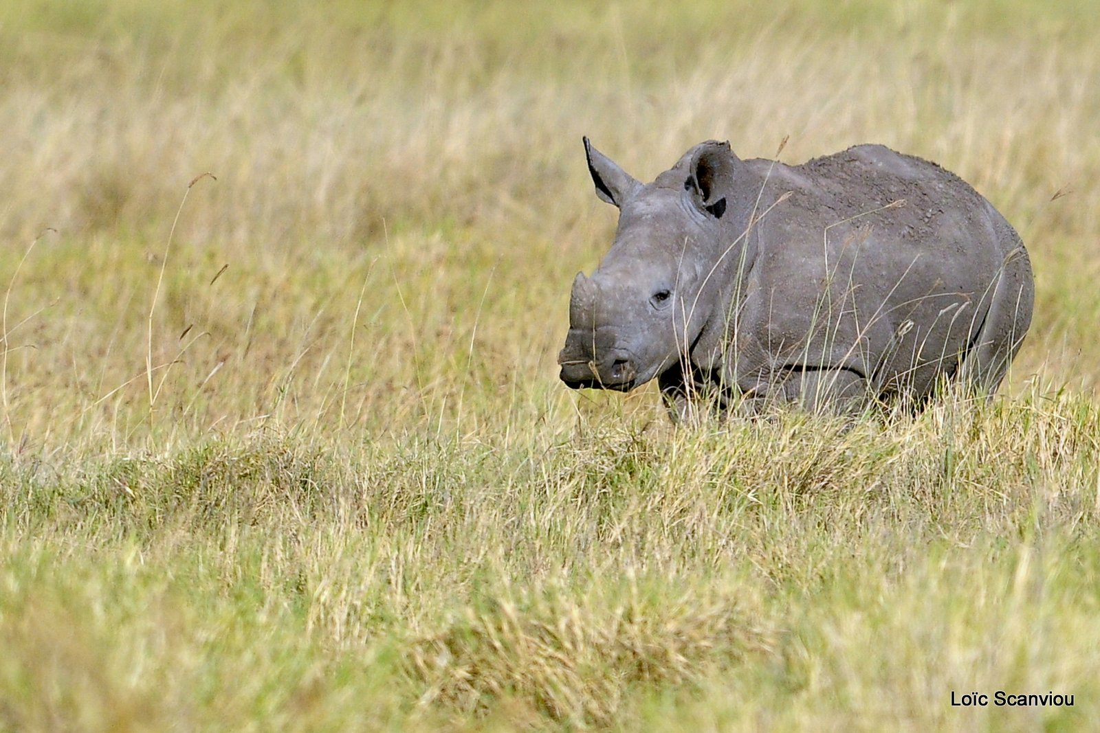 Rhinocéros blanc/White Rhino (5)