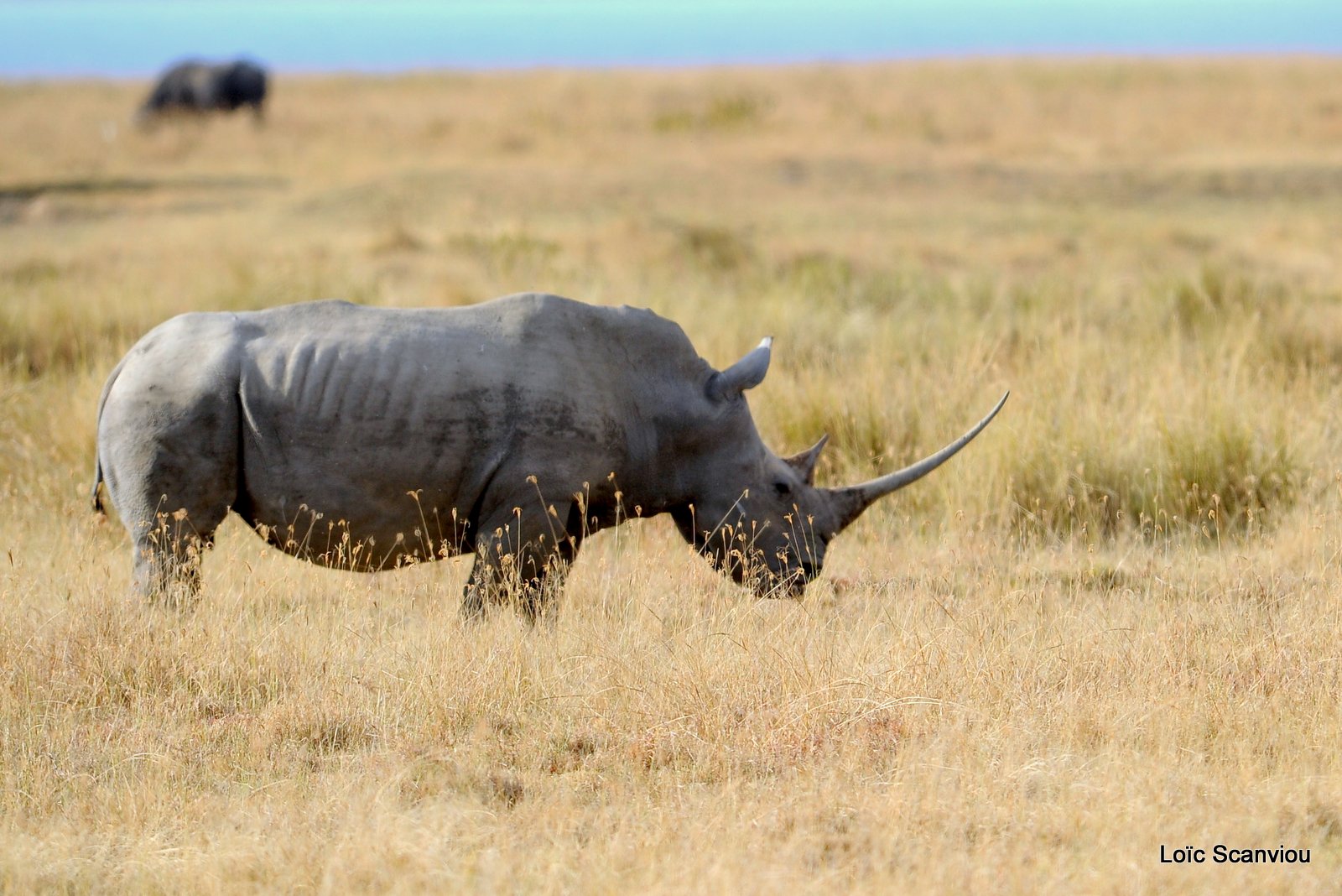 Rhinocéros noir/Black Rhino (1)
