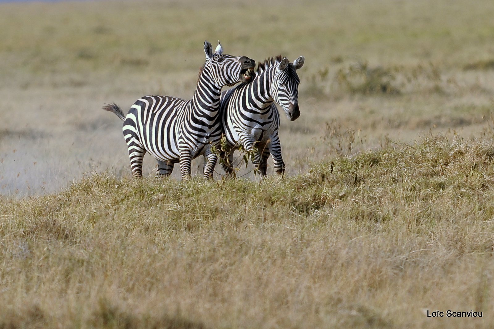 Zèbre/Zebra (1)