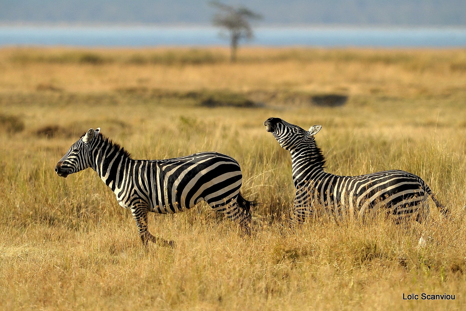 Zèbre/Zebra (2)