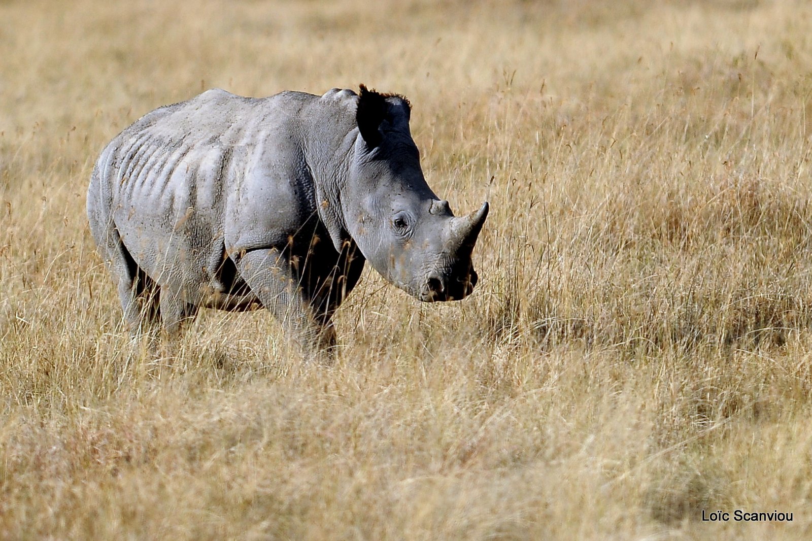 Rhinocéros blanc/White Rhino (11)