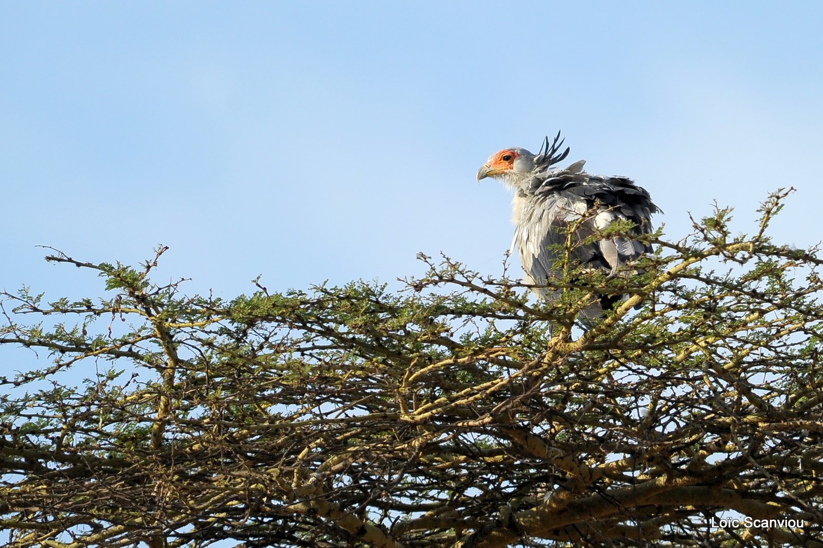 Messager sagittaire/Secretary Bird (1)