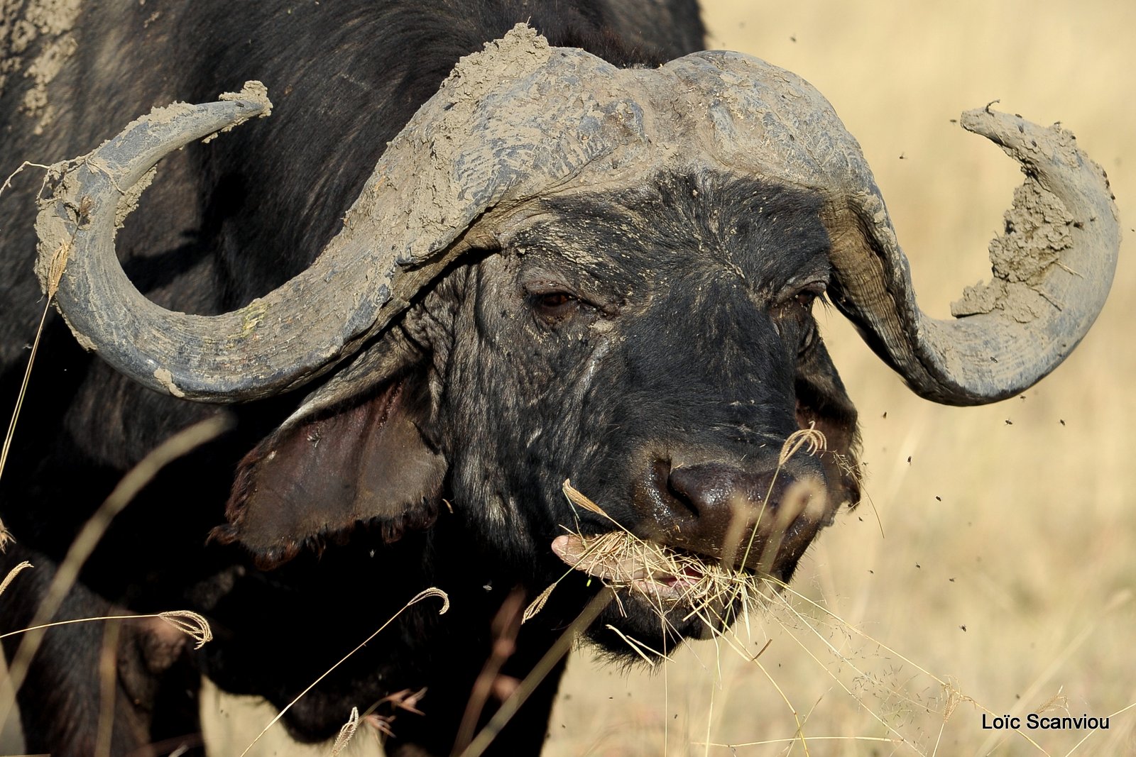Buffle du Cap/Cape Buffalo( 6)