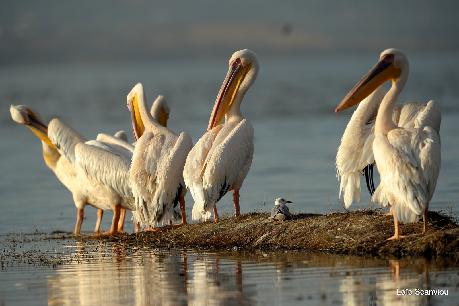 Pélican blanc/Great White Pelican (1)