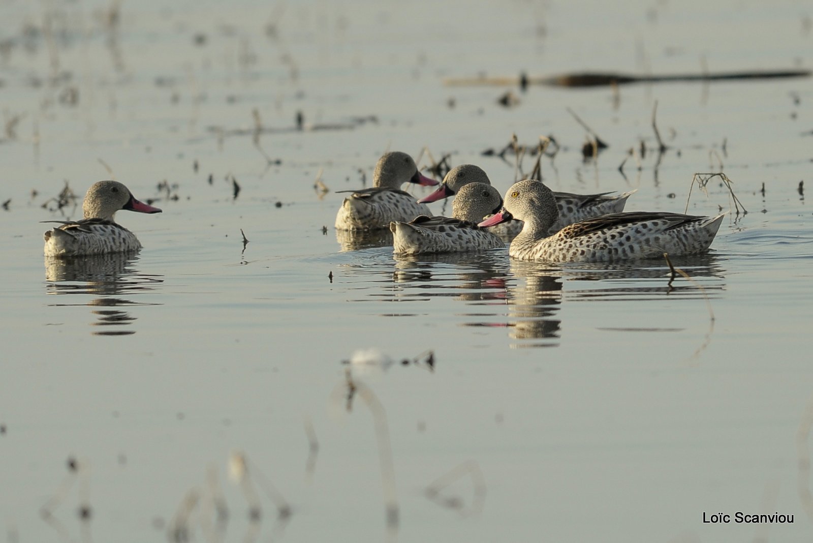 Canard du Cap/Cape Teal (1)