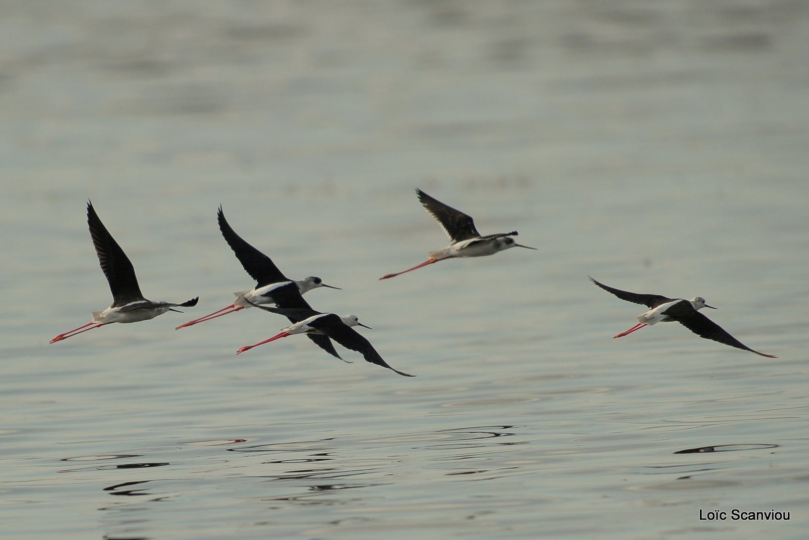 Echasse blanche/Black-winged Stilt (1)