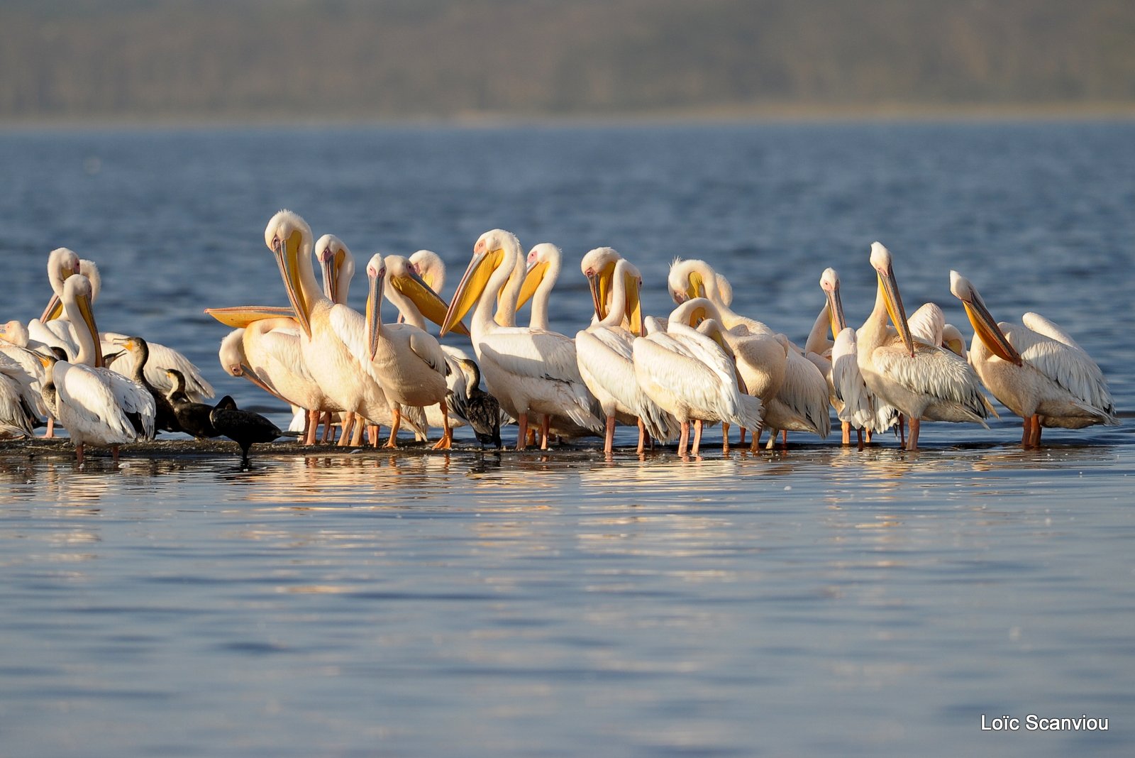 Pélican blanc/Great White Pelican (2)