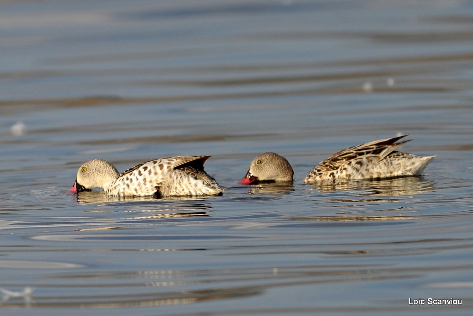 Canard du Cap/Cape Teal (2)