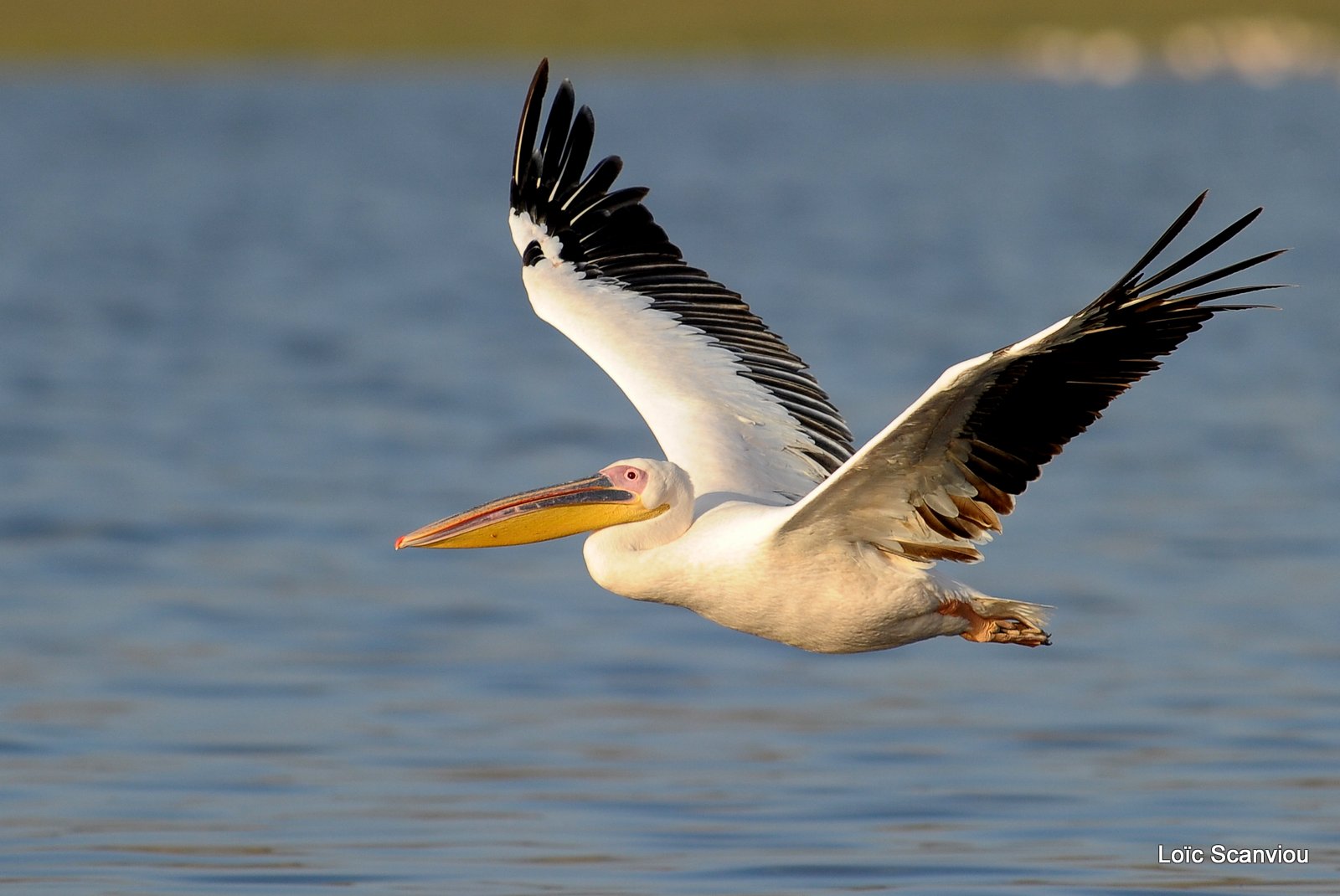 Pélican blanc/Great White Pelican (3)