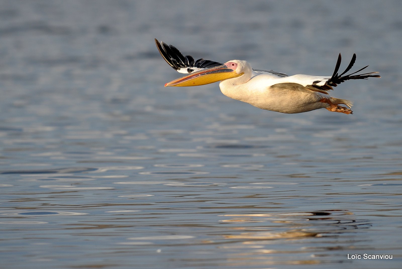 Pélican blanc/Great White Pelican (4)