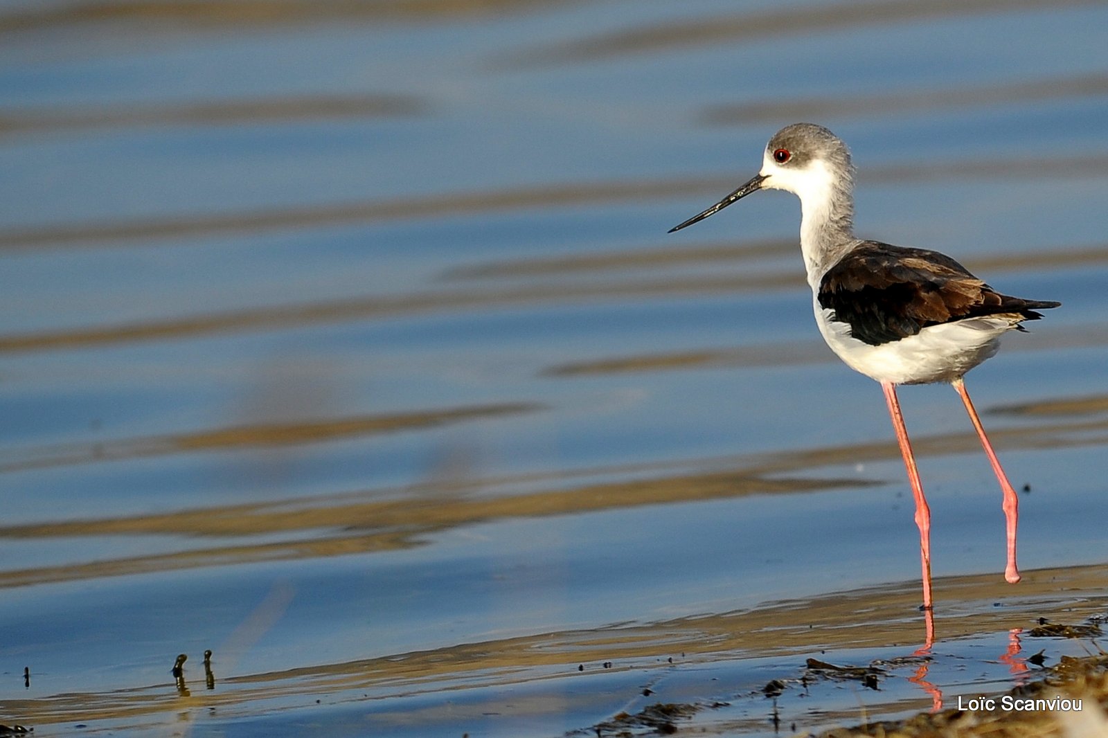 Echasse blanche/Black-winged Stilt (2)