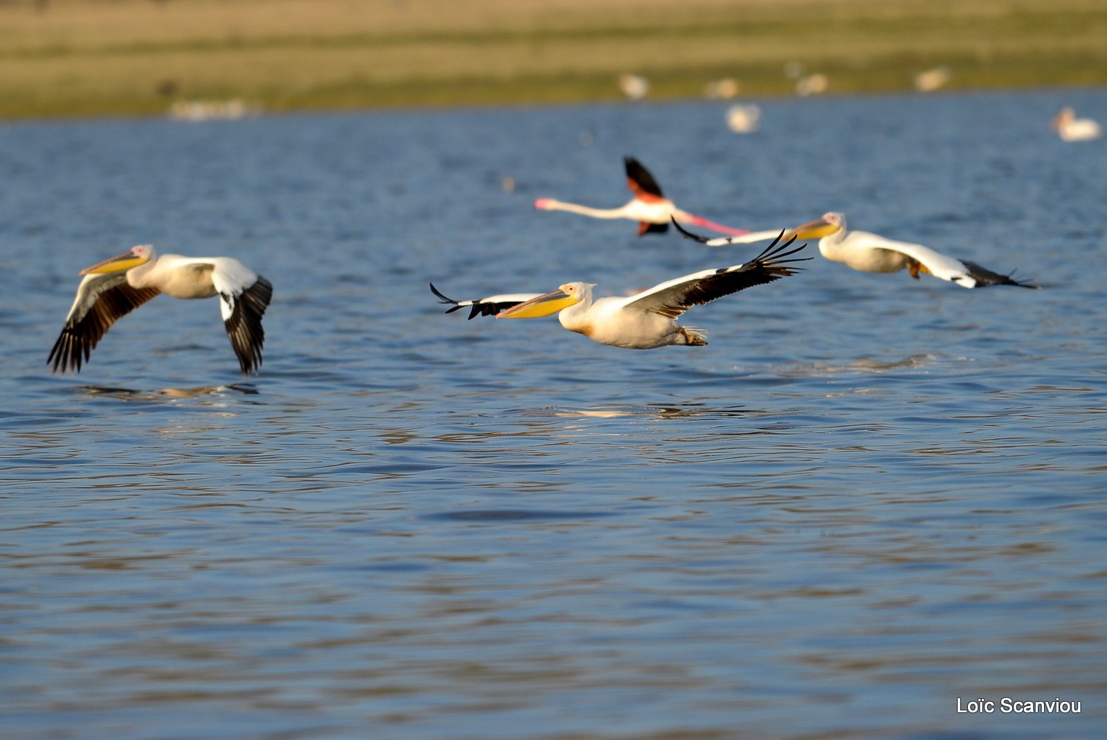 Pélican blanc/Great White Pelican (6)