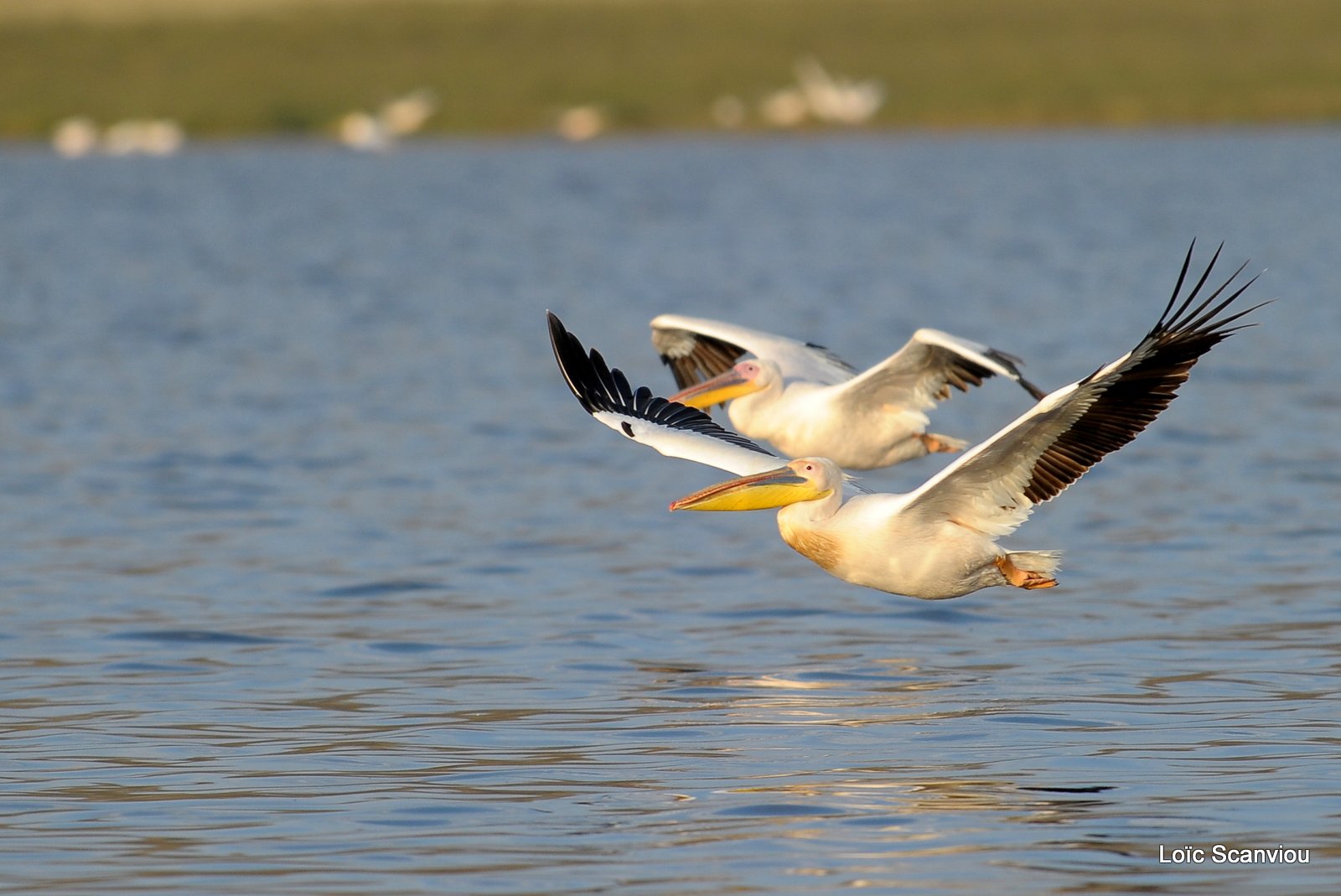 Pélican blanc/Great White Pelican (7)