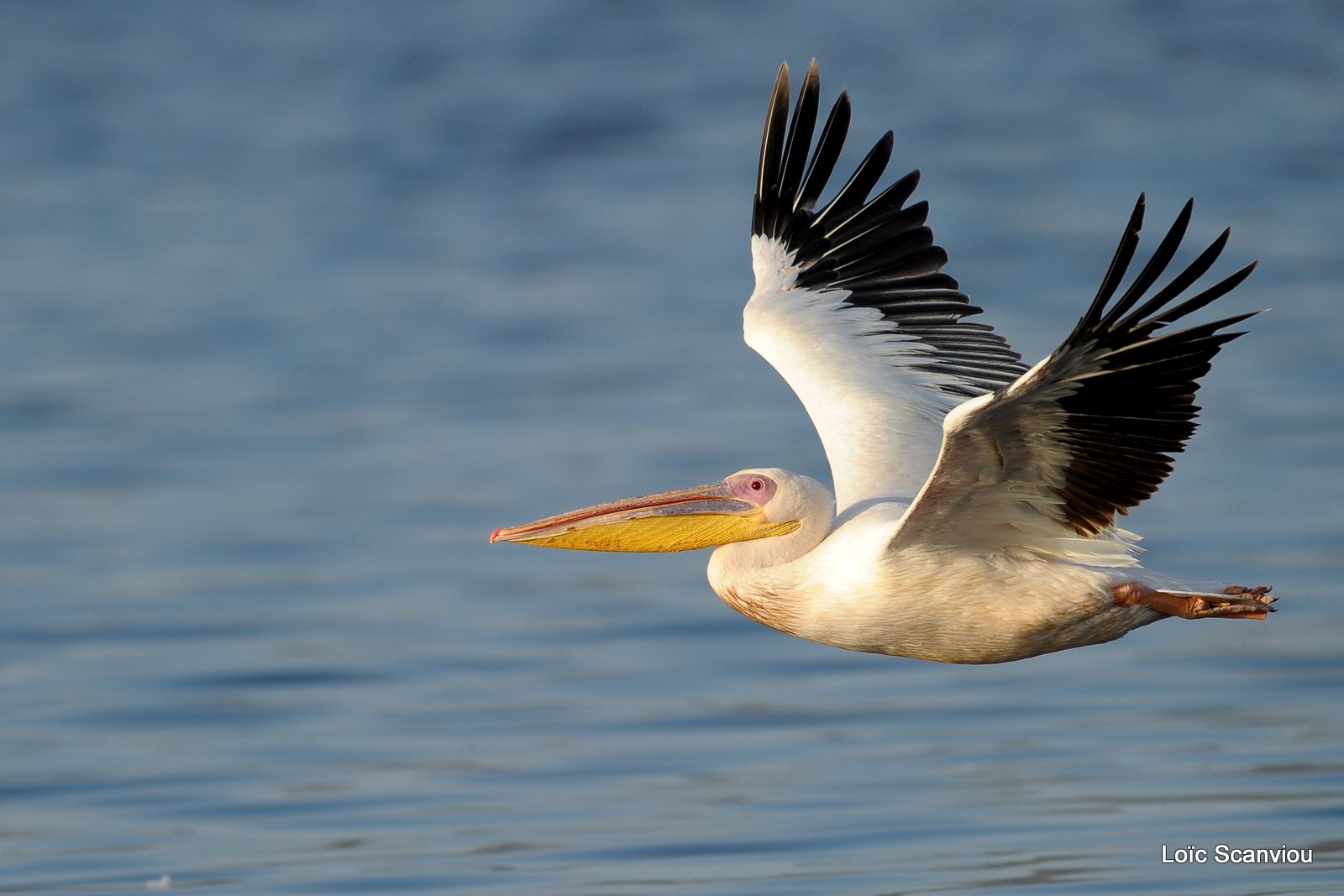 Pélican blanc/Great White Pelican (8)
