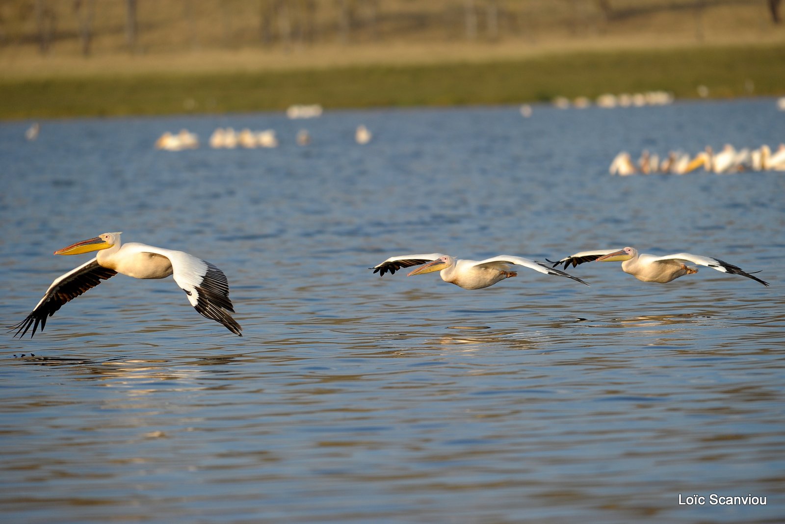 Pélican blanc/Great White Pelican (9)