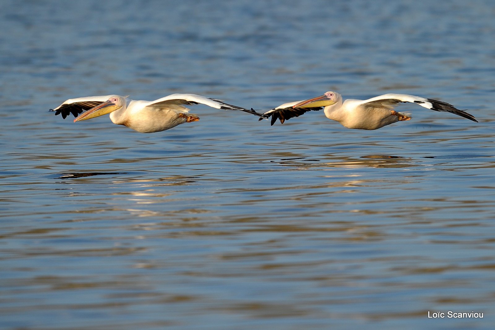 Pélican blanc/Great White Pelican (10)