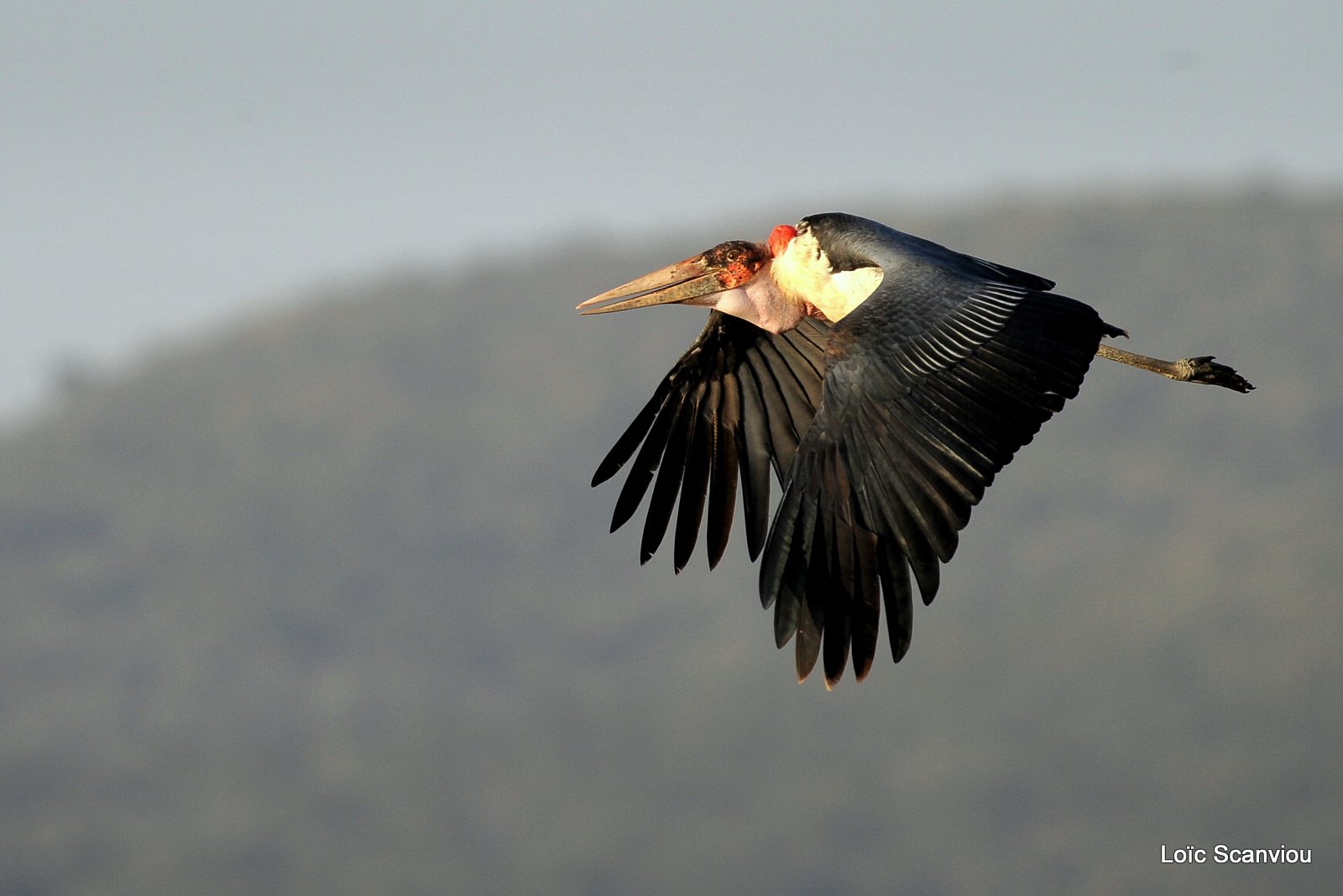 Marabout/Marabou Stork (1)
