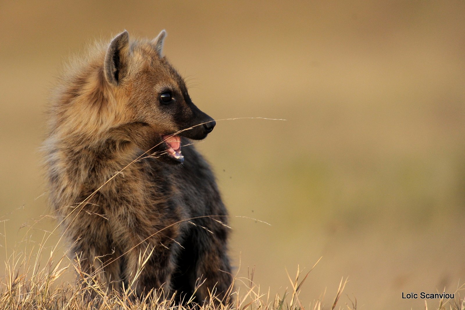 Hyène tachetée/Spotted Hyena (1)