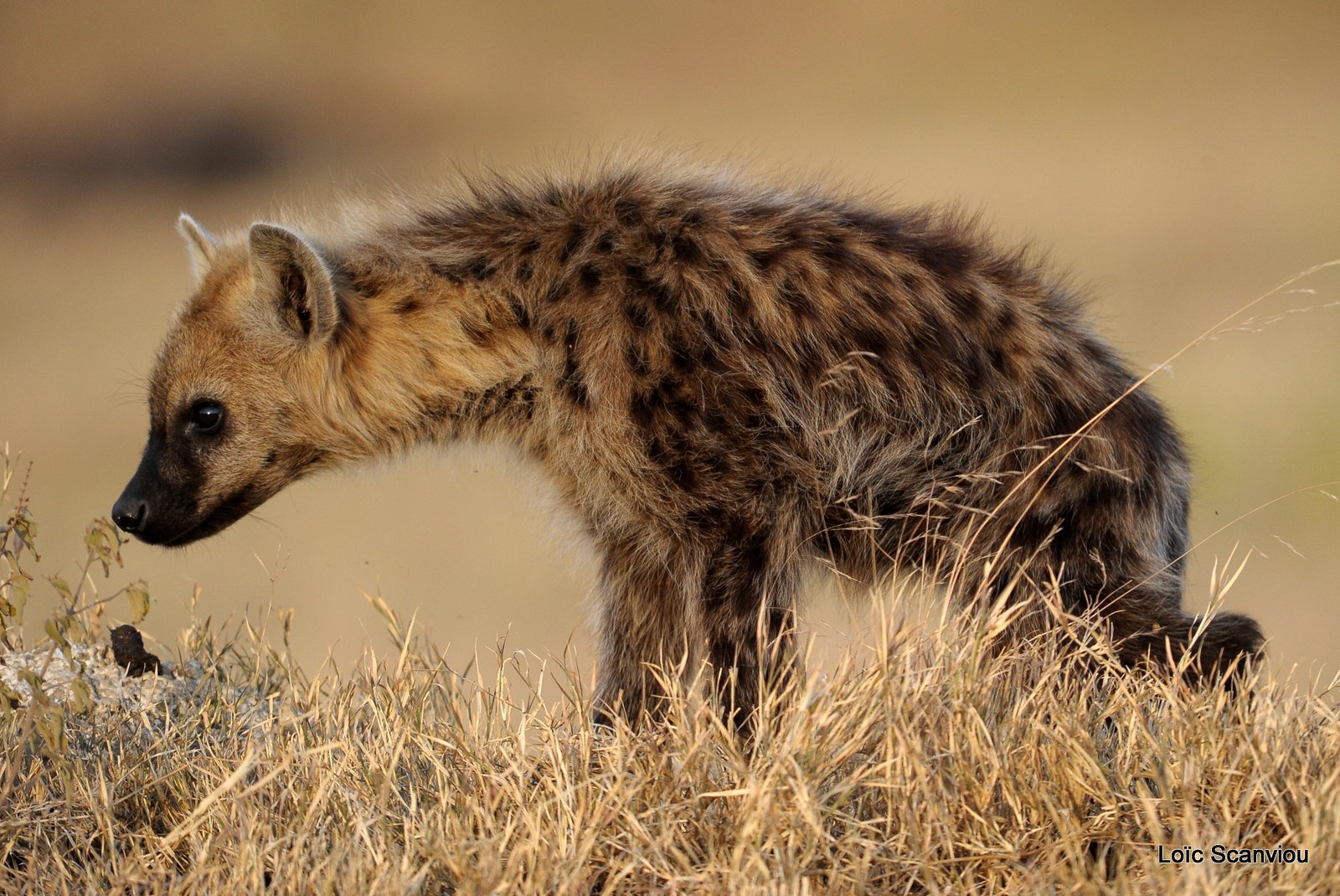 Hyène tachetée/Spotted Hyena (3)