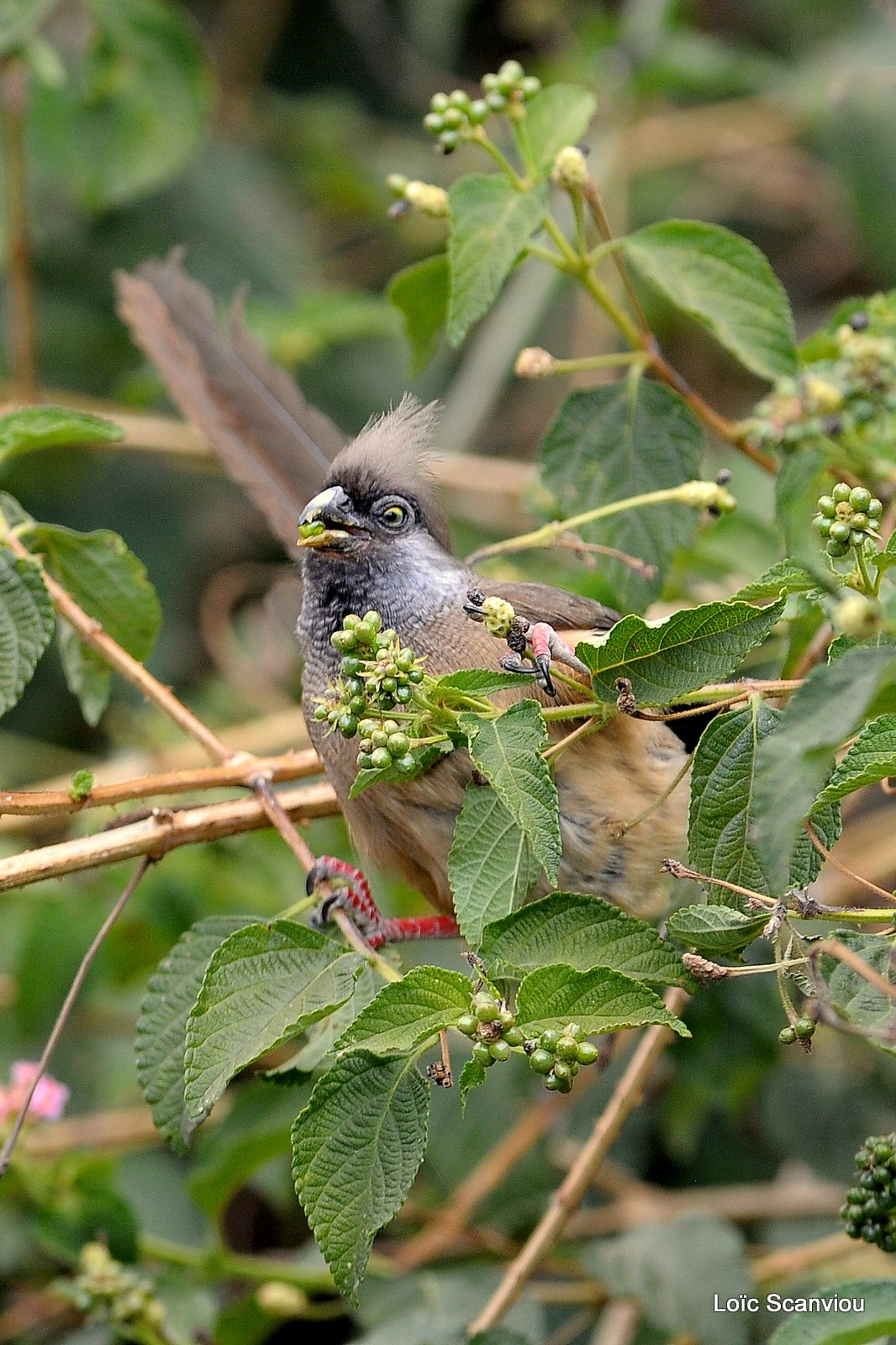 Coliou rayé/Speckled Mousebird (2)