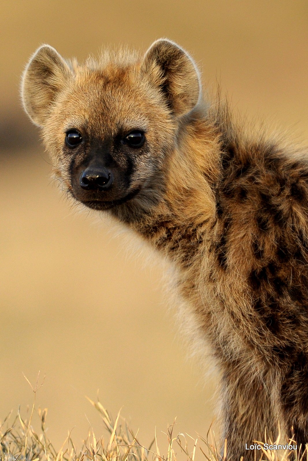Hyène tachetée/Spotted Hyena (4)