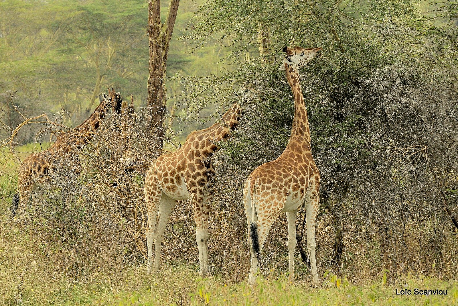 Girafe/Giraffe (2)