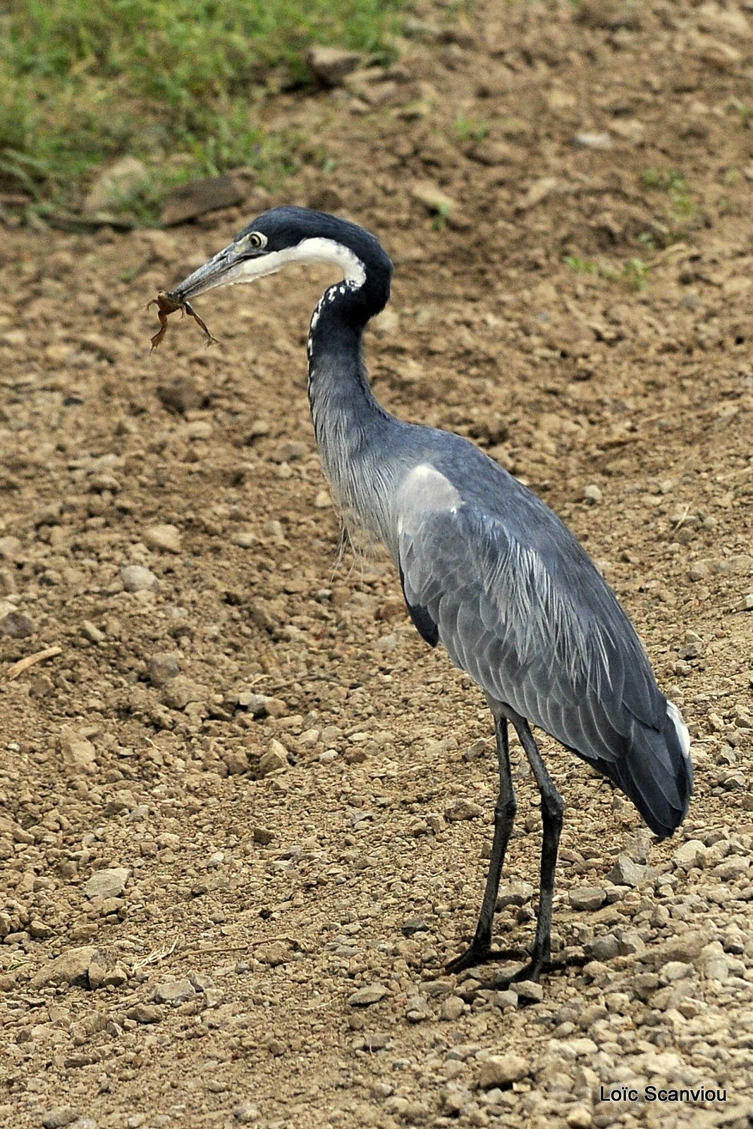 Héron mélanocéphale/Black-headed Heron (1)
