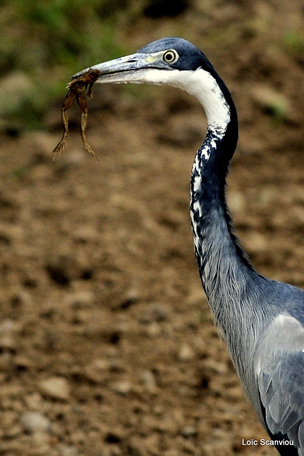 Héron mélanocéphale/Black-headed Heron (2)