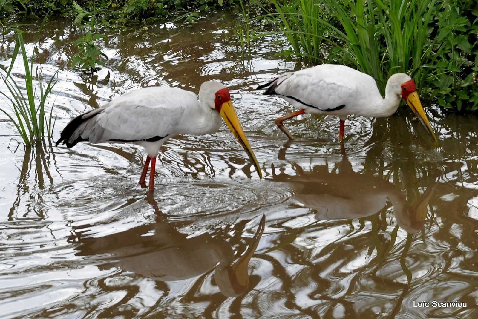 Tantale ibis/Yellow-billed Stork (3)