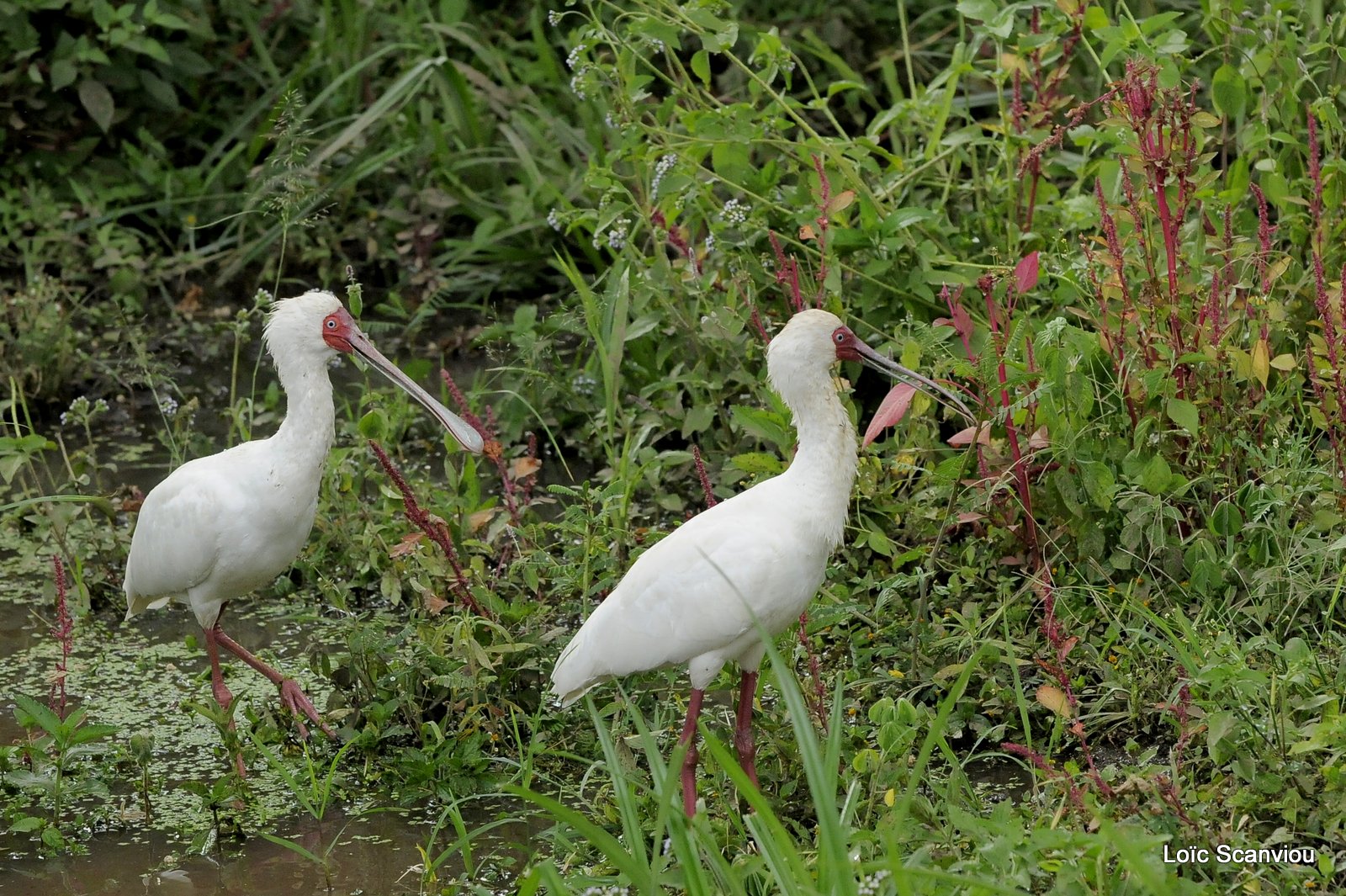Tantale ibis et spatule africaine (1)