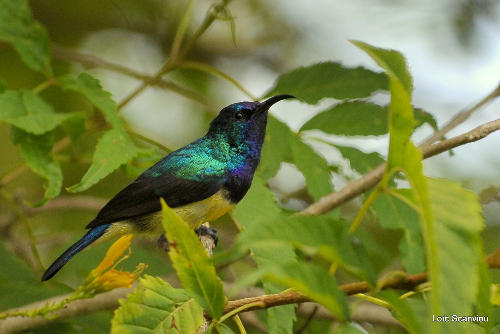 Souimanga variable/Variable Sunbird (2)