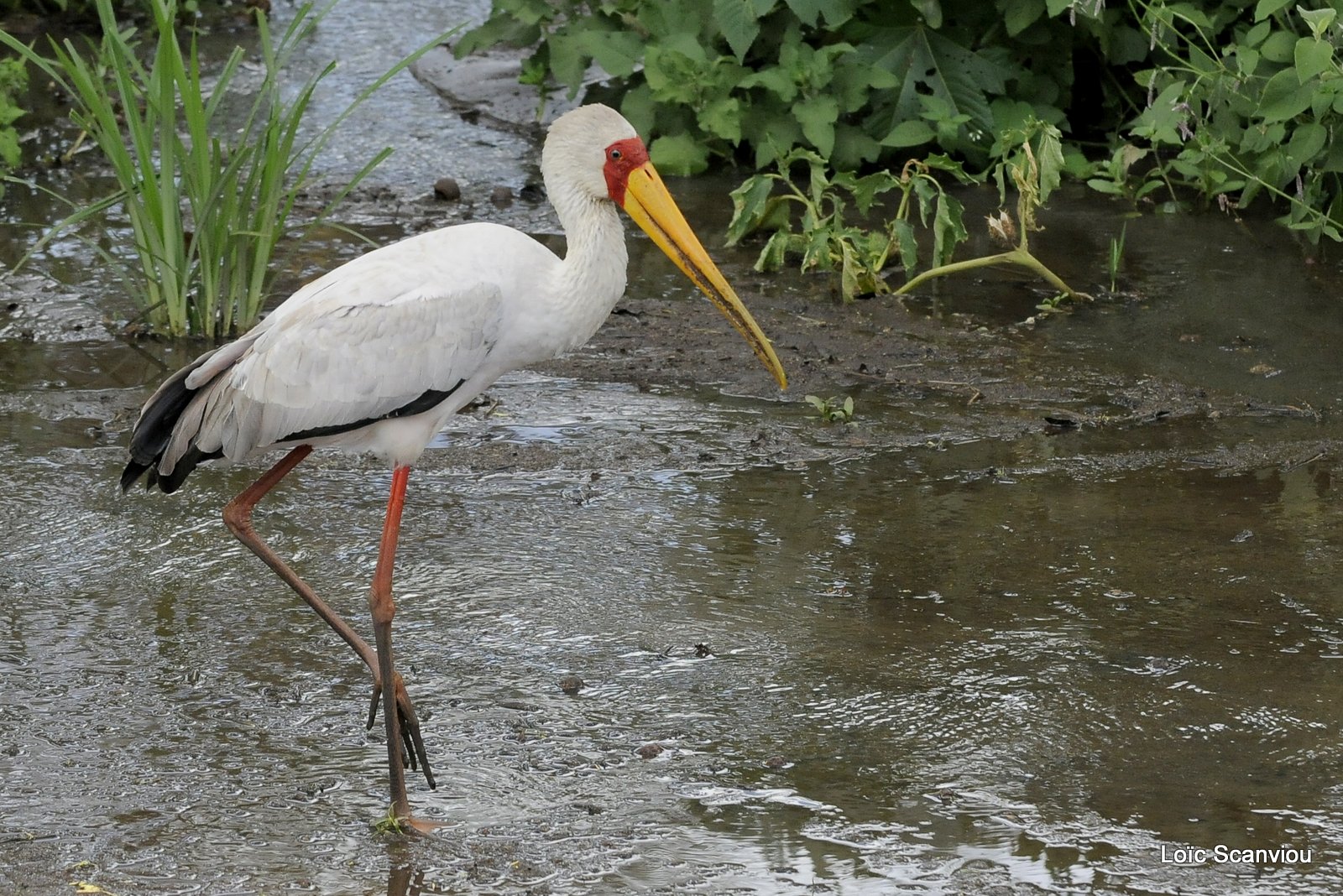 Tantale ibis/Yellow-billed Stork (4)
