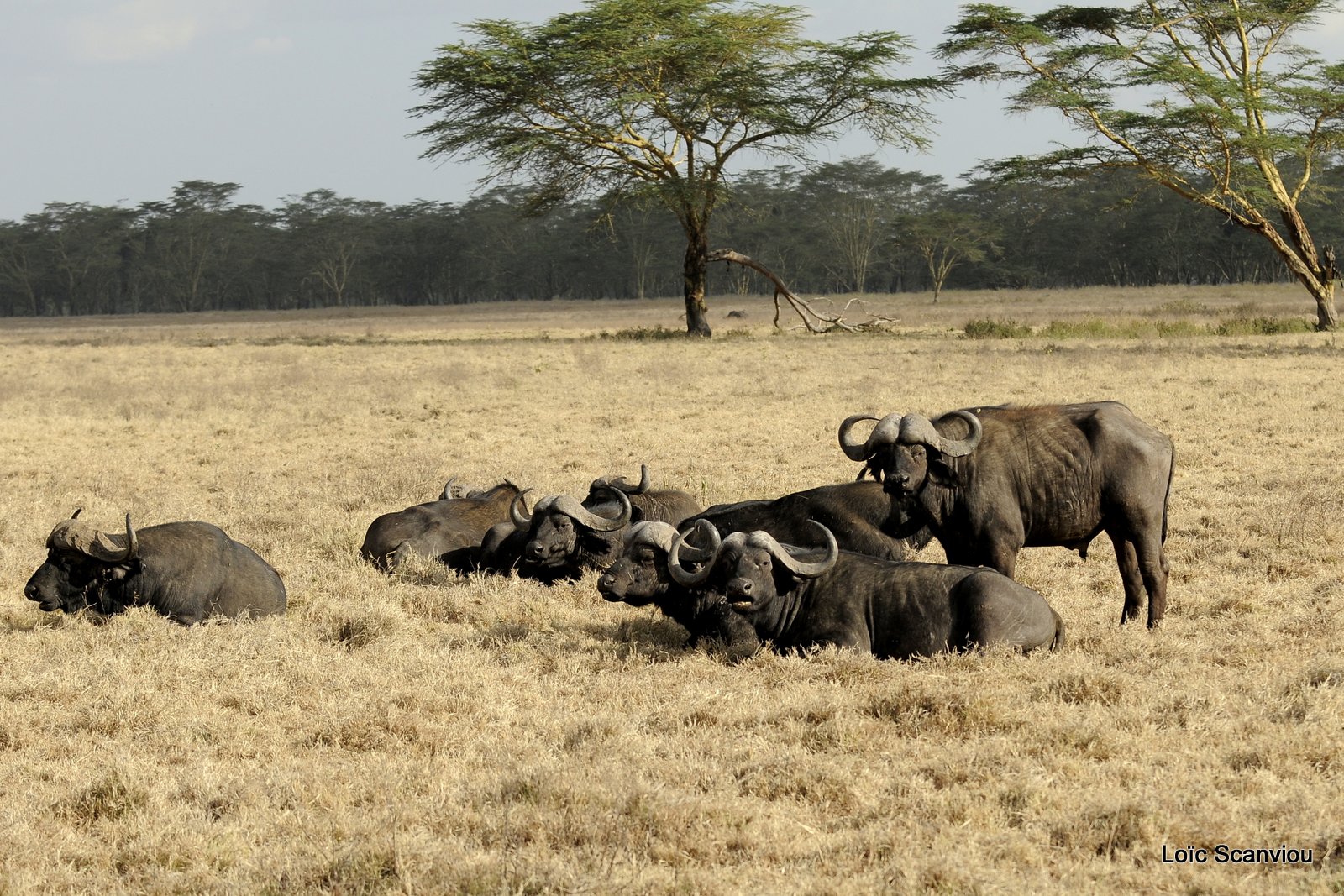 Buffle du Cap/Cape Buffalo (8)