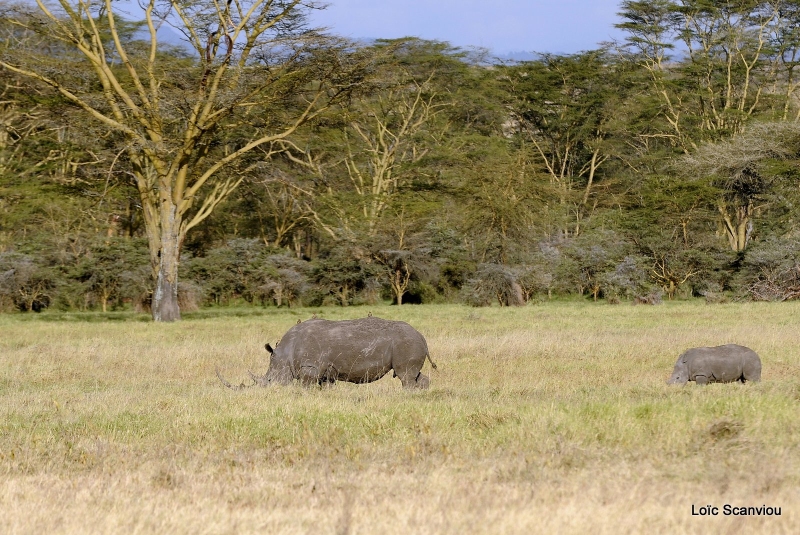 Rhinocéros blanc/White Rhino (12)