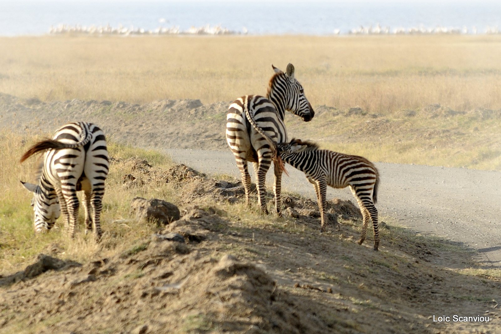 Zèbre/Zebra (3)