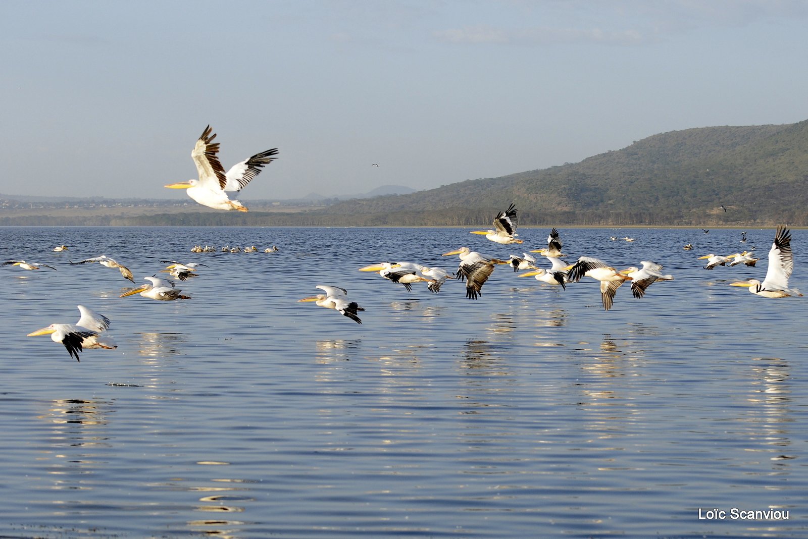 Pélican blanc/Great White Pelican (11)