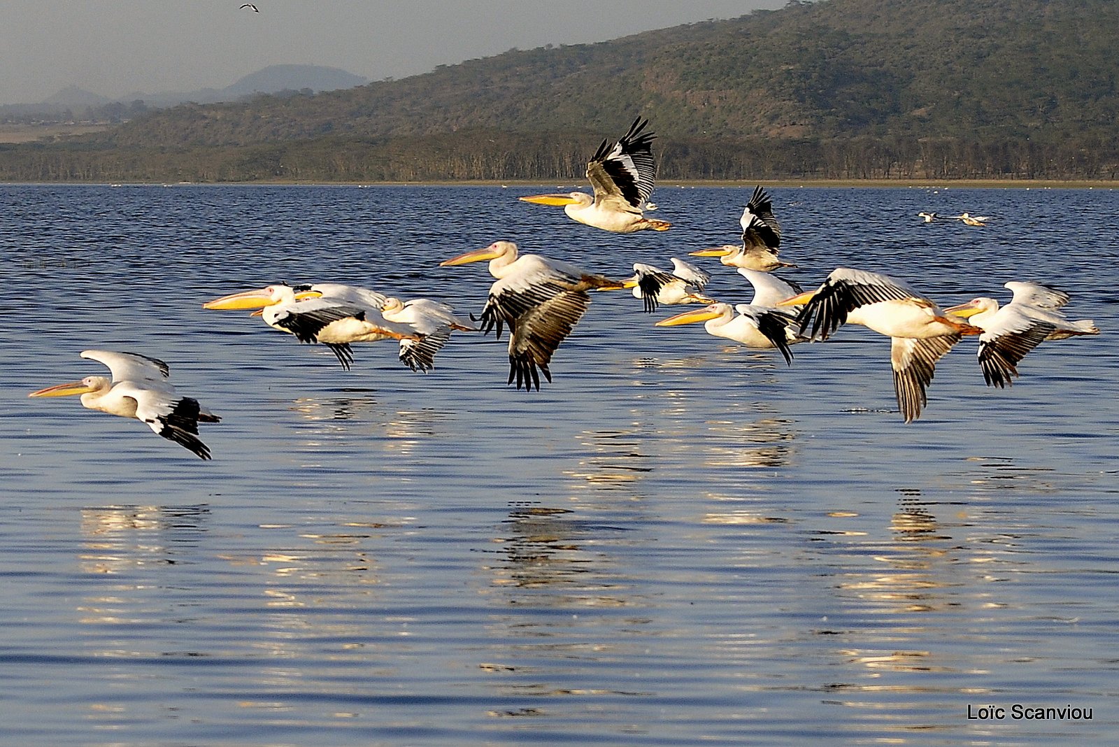 Pélican blanc/Great White Pelican (12)