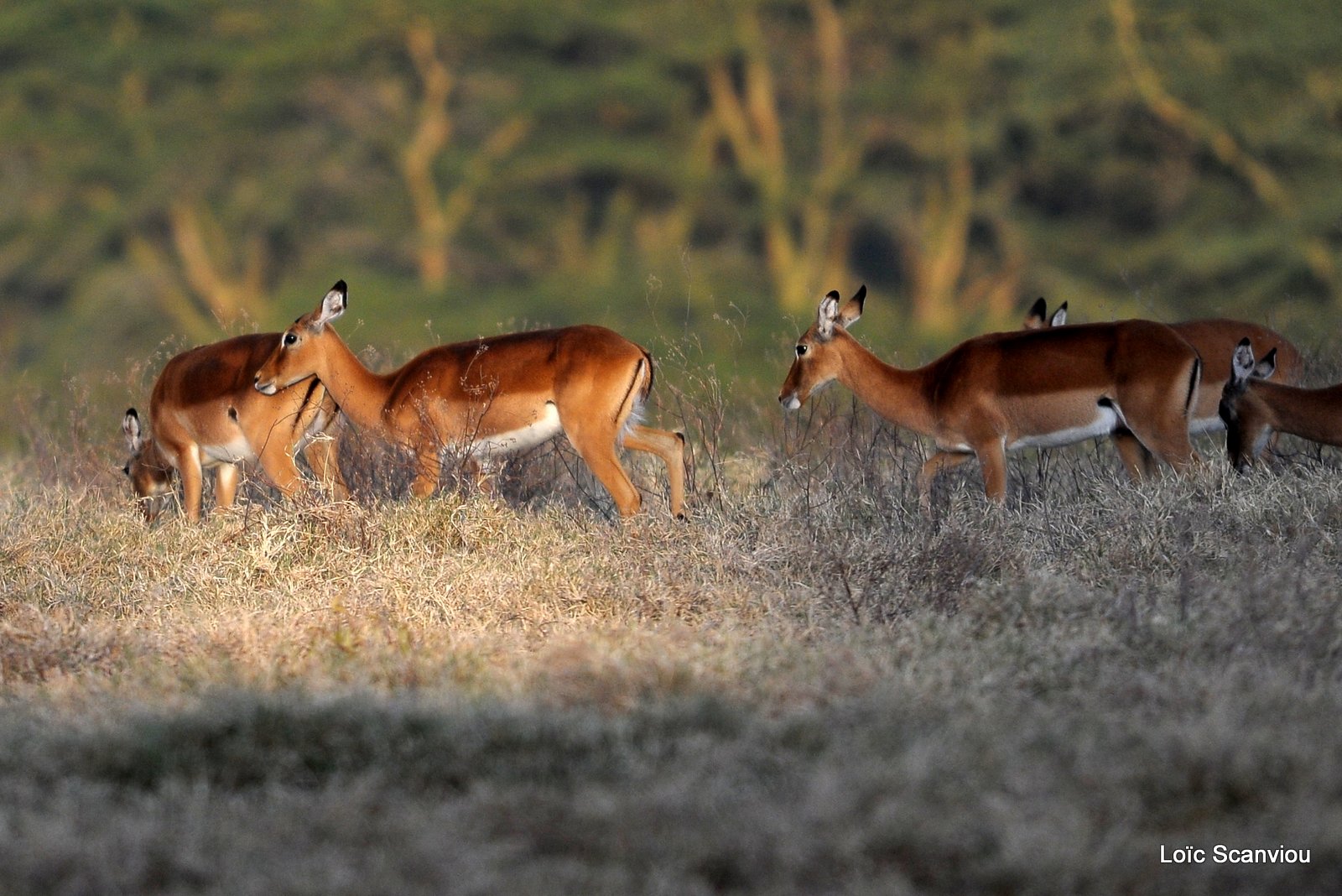 Impala (1)