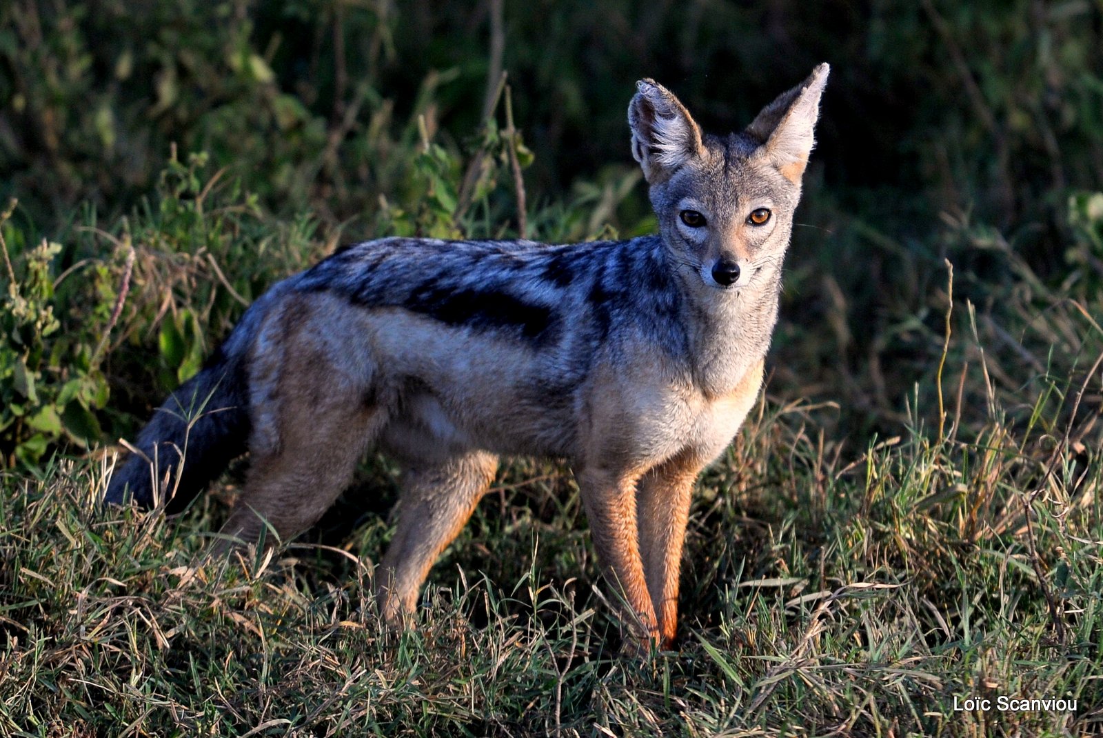 Chacal à chabraque/Black-backed Jackal (1)