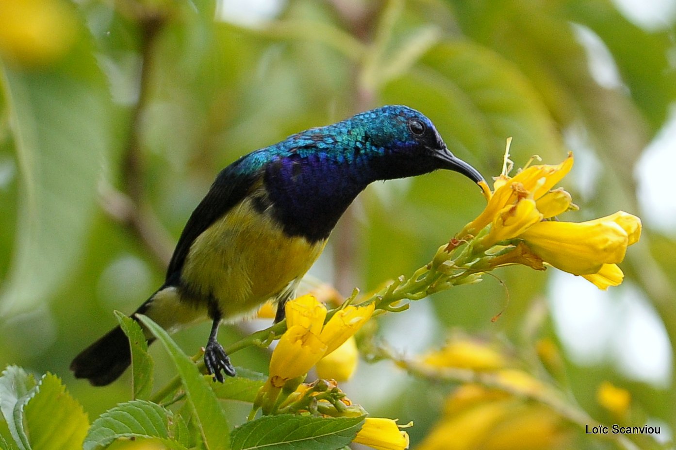 Souimanga variable/Variable Sunbird  (3)