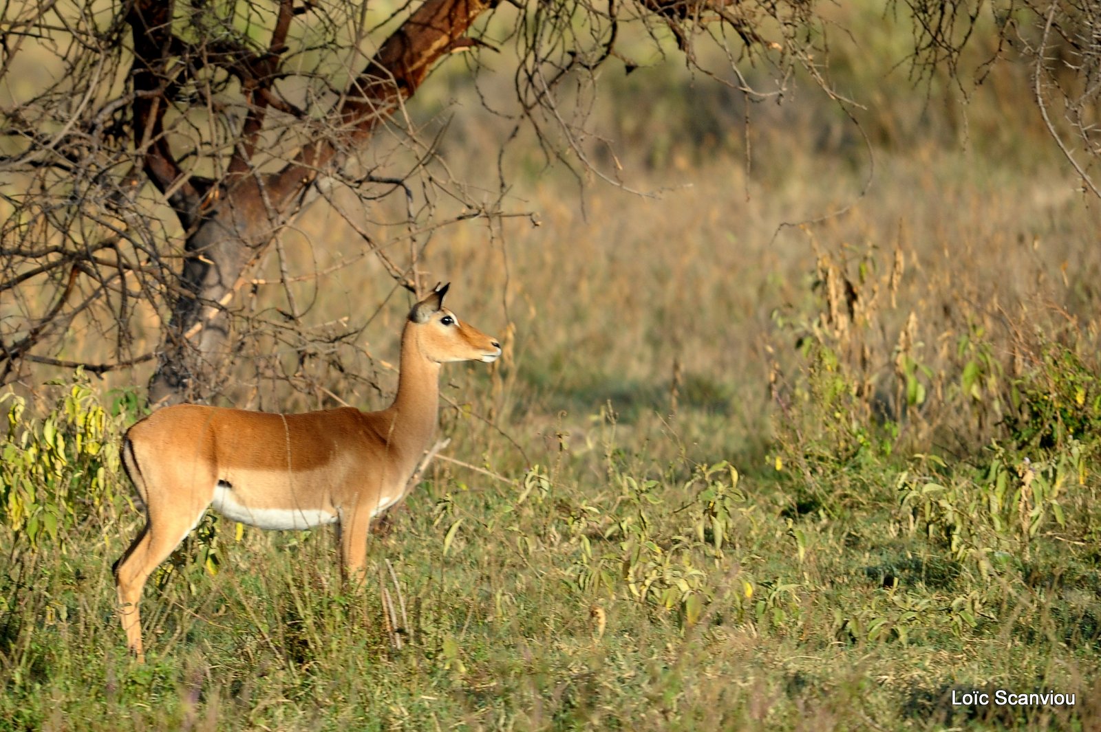Impala (2)