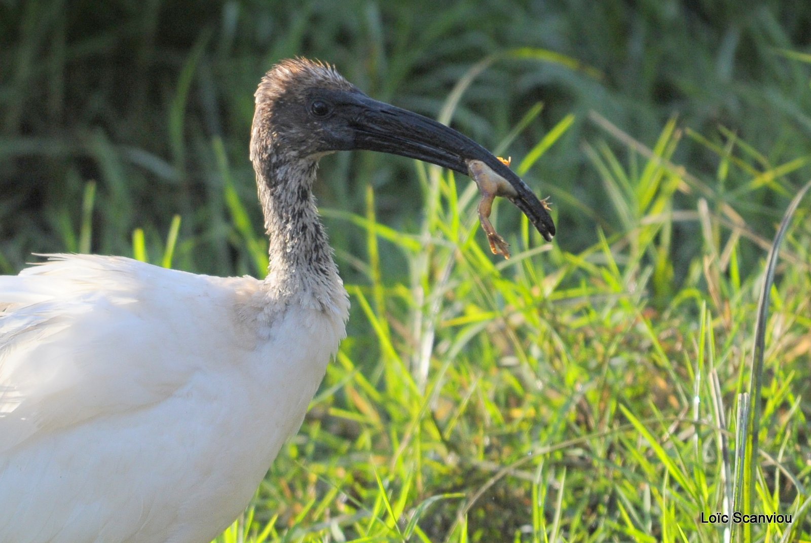 Ibis sacré/Sacred Ibis (1)