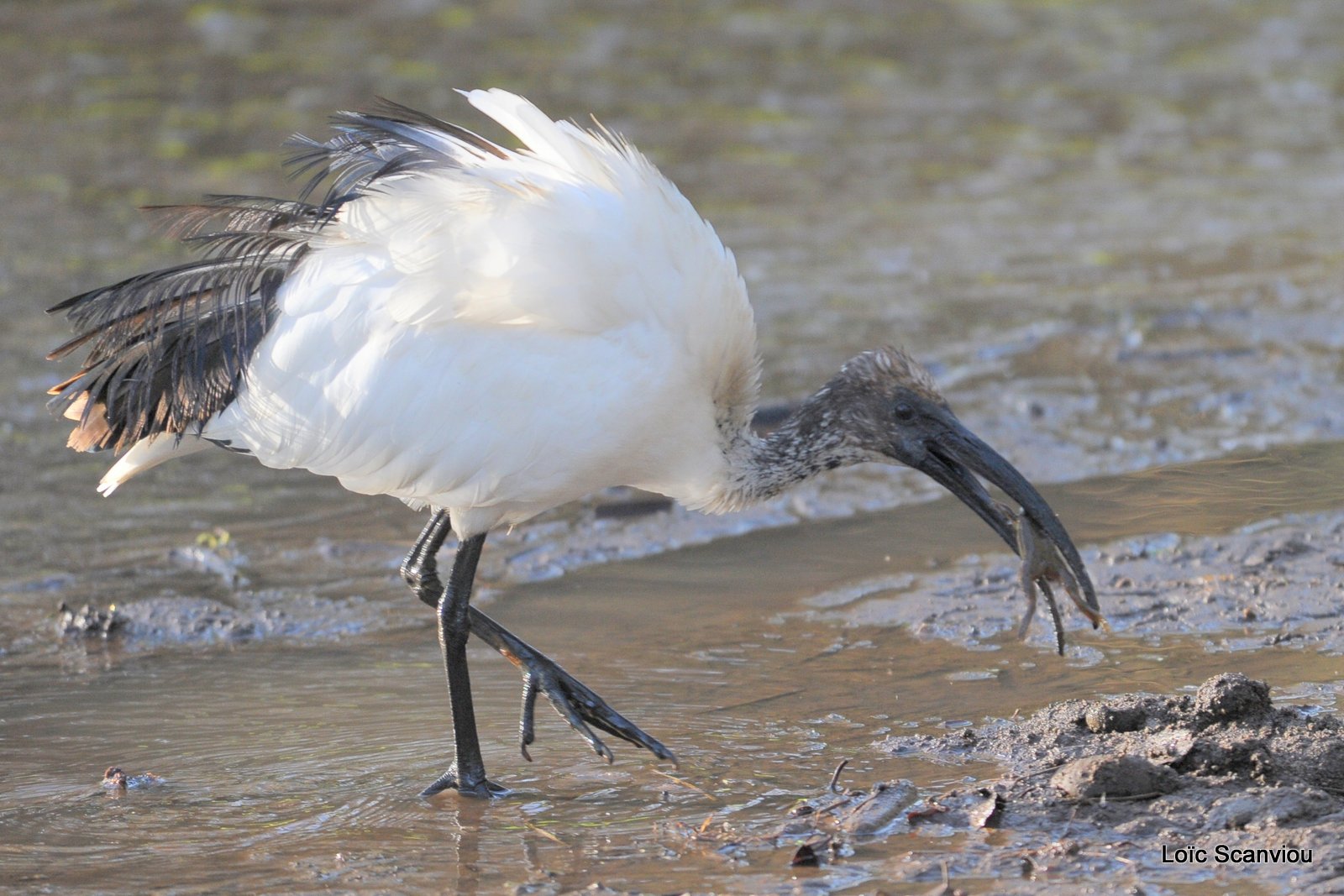 Ibis sacré/Sacred Ibis (2)
