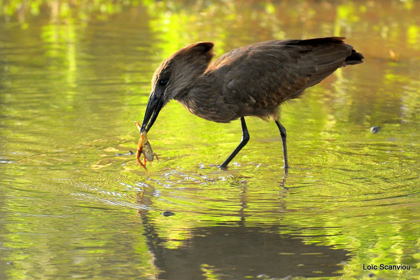 Ombrette/Hamerkop (2)