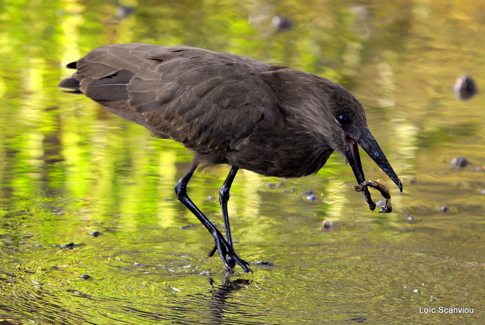 Ombrette/Hamerkop (3)
