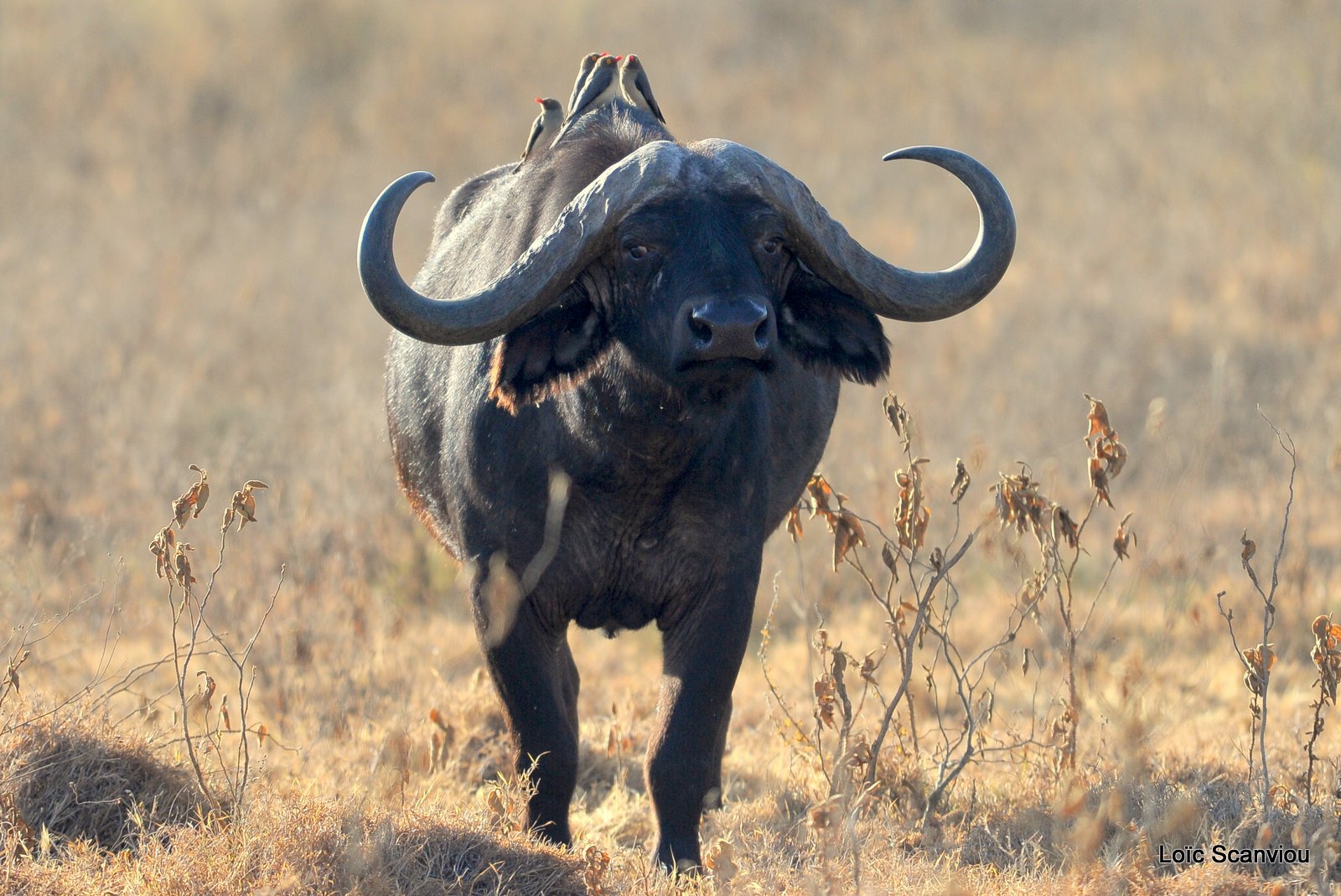 Buffle du Cap/Cape Buffalo (9)
