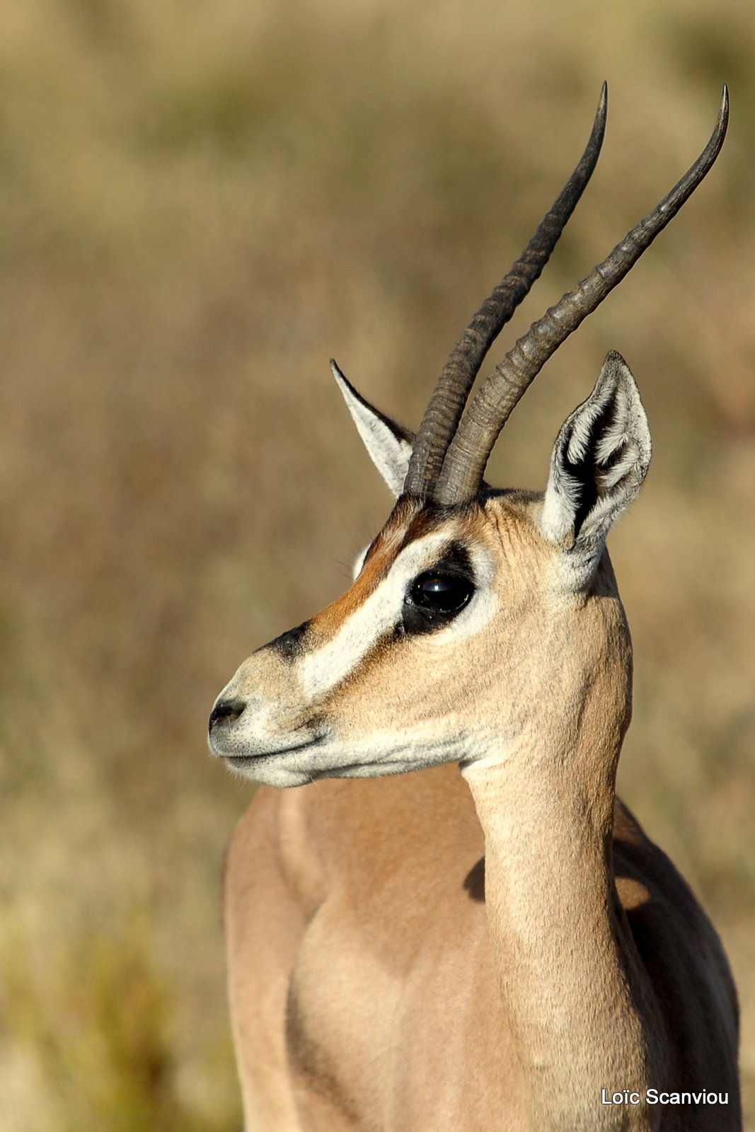 Gazelle de Grant/Grant's Gazelle (1)