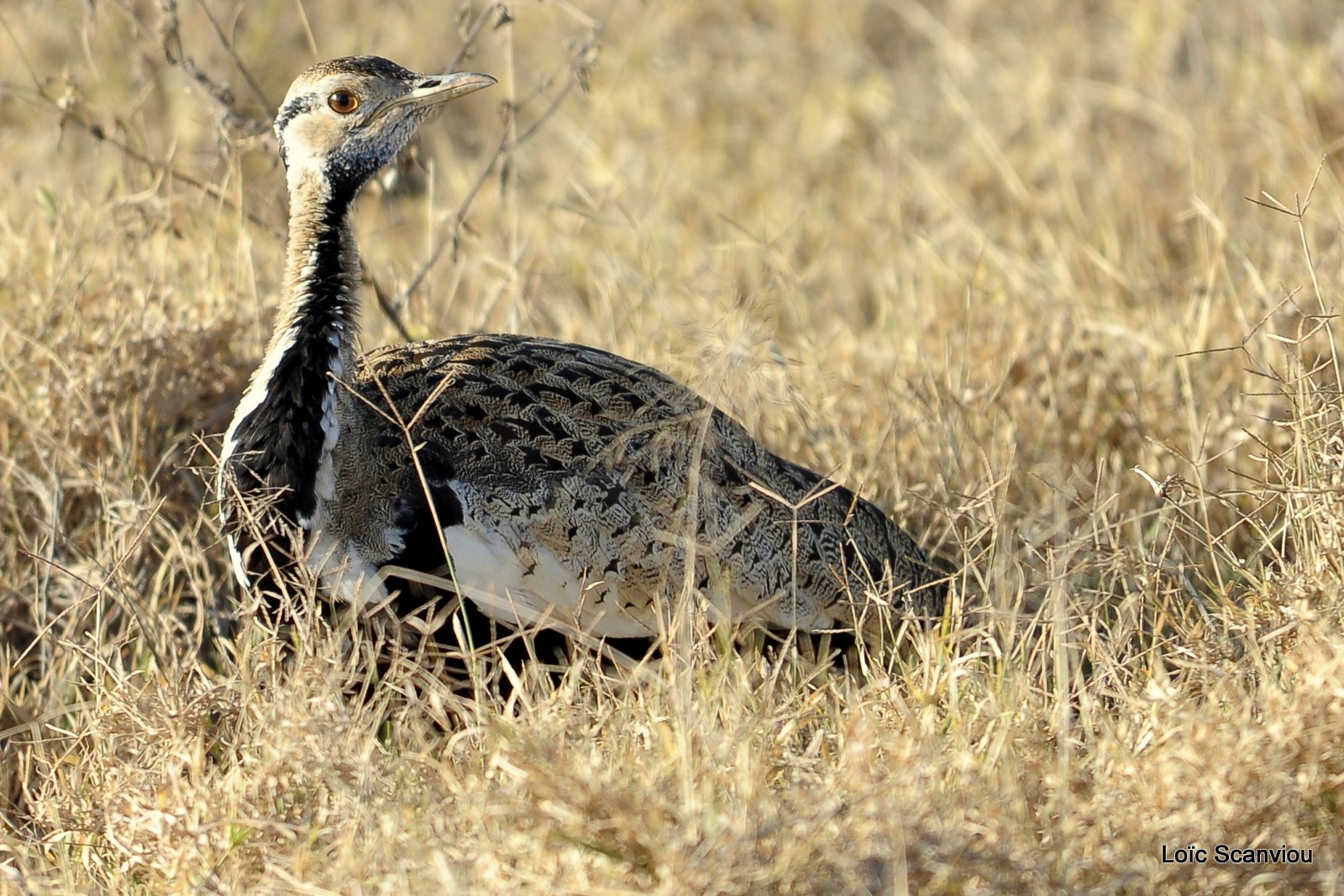Outarde à ventre noir/Blanck-bellied Bustard (1)